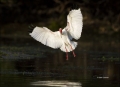 White-Ibis;Ibis;Breeding-Plumage;Flight;Eudocimus-albus;flying-bird;one-animal;c